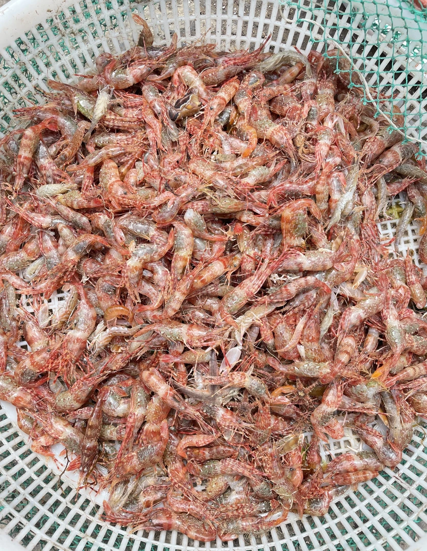 105————桃花虾（甜虾） 顺丰包邮105