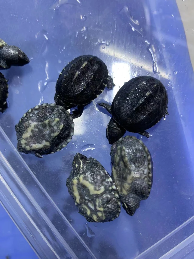 麝香小苗子，亚成 种龟  健康全品全品，观赏龟 直播间链接