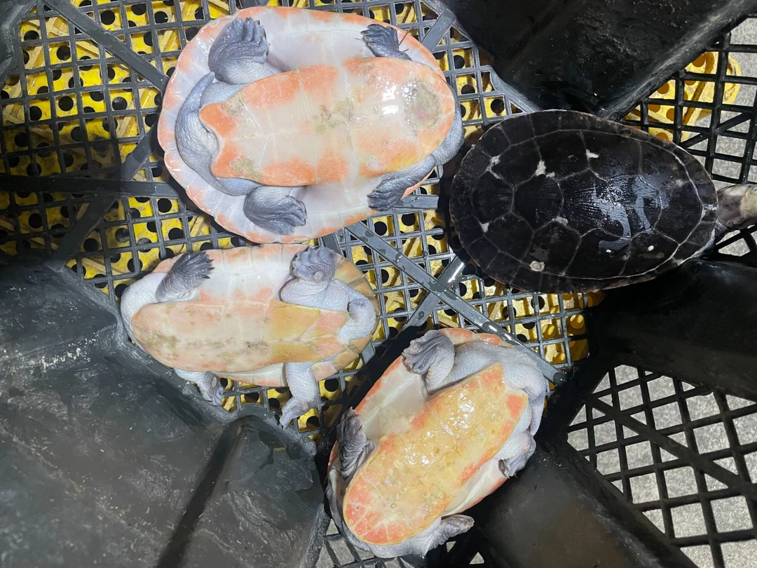 元奥大龟（11-13cm），观赏龟，直播间链接