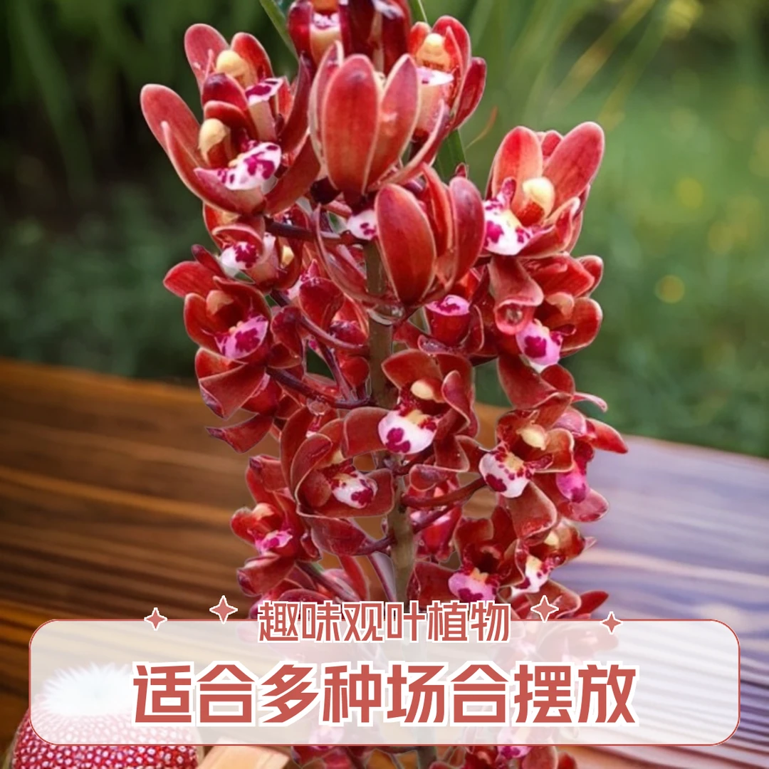 蜜蜂兰盆景草,一物一拍,颜色鲜艳漂亮是一款不可多得的好花