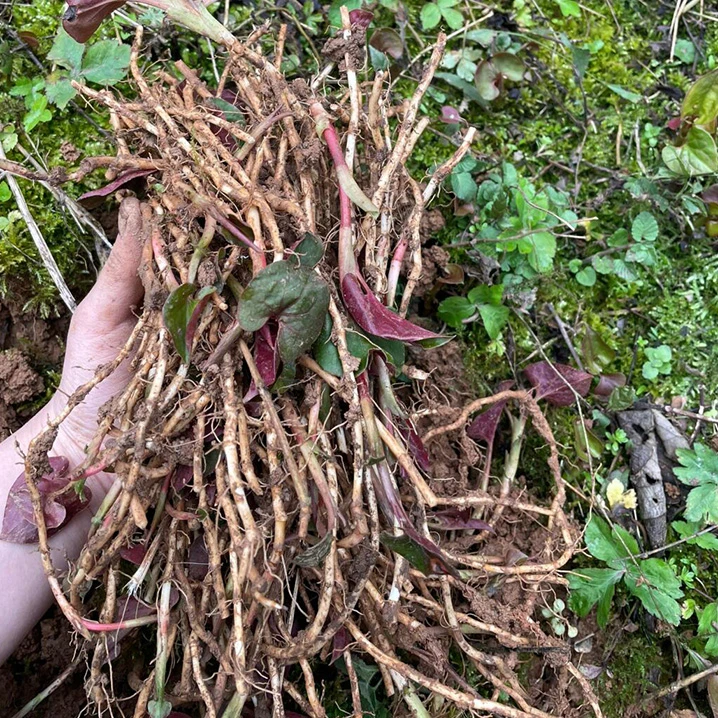 野生折耳根现挖带泥新鲜嫩根折耳根湖北四川贵州凉拌种植鱼腥草
