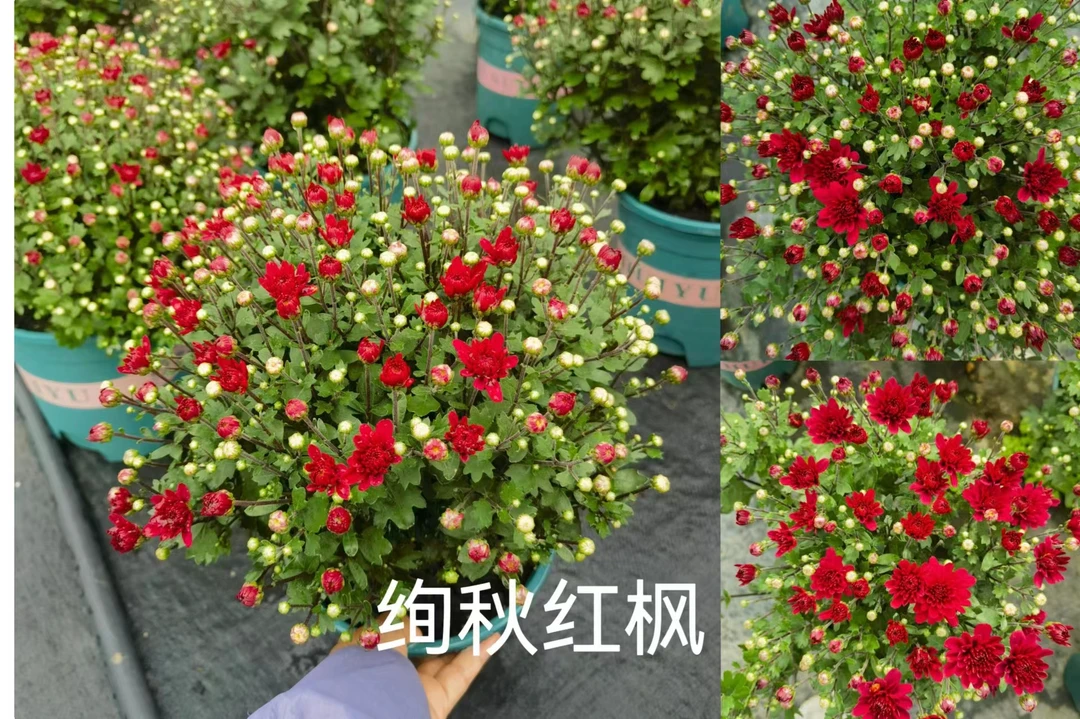 千头菊盆栽室内室外庭院地栽花卉四季开花菊花期长观赏