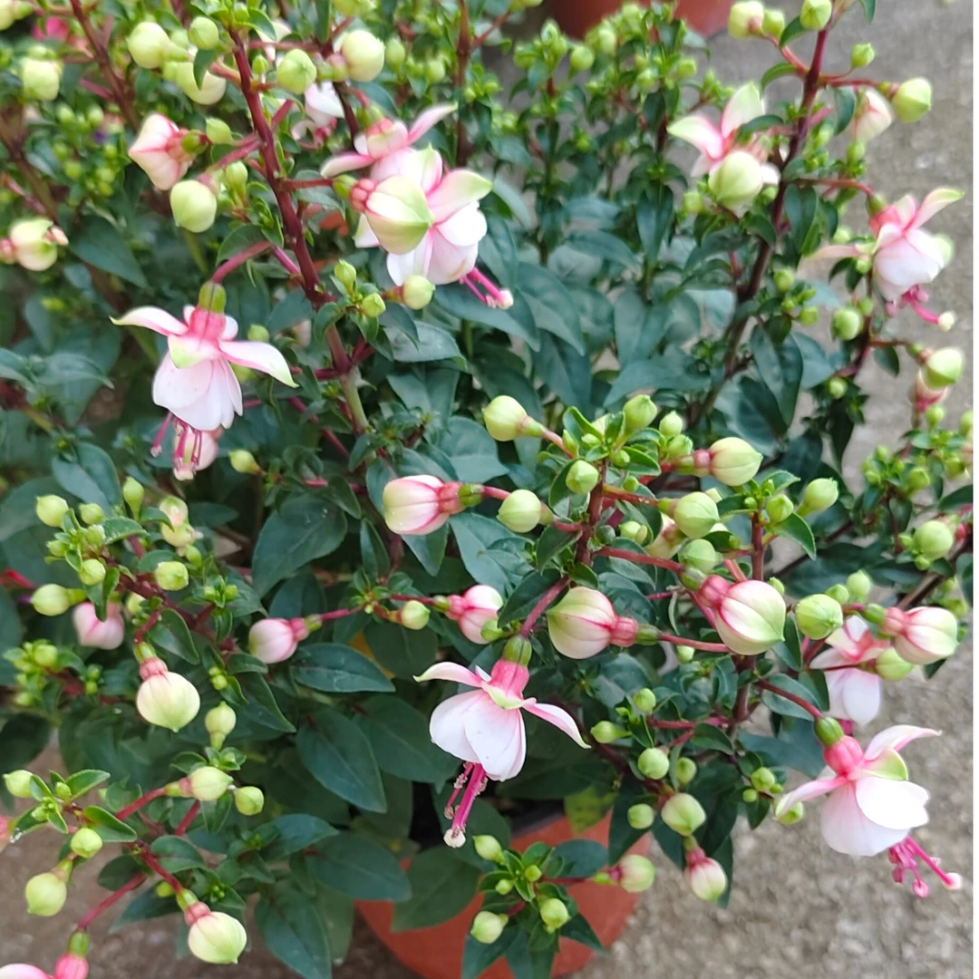 倒挂金钟粉皮粉心单瓣灯笼花四季开花盆景花卉养护简单易爆盆