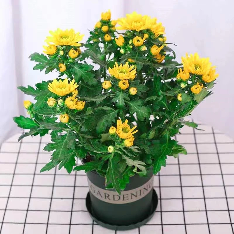 荷兰菊单瓣大花 开花机器四季花开室内阳台庭院花卉盆栽菊花