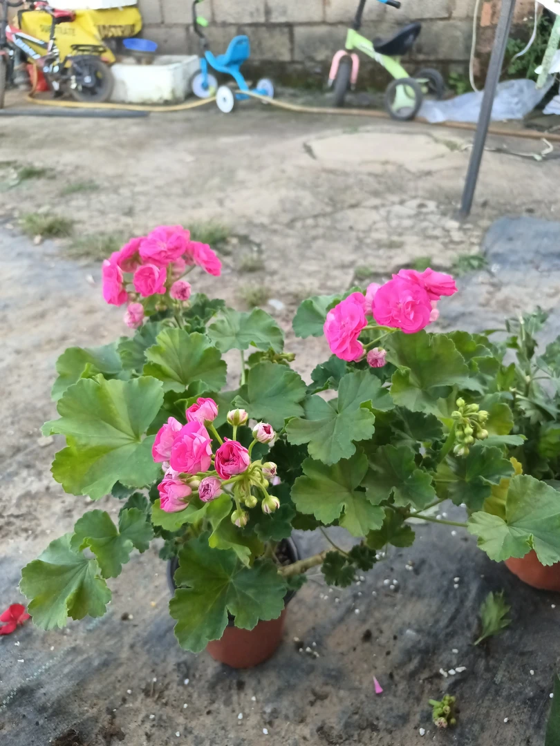 重瓣天竺葵花苗盆栽四季直立开花不断垂钓室内阳台庭院带花苞