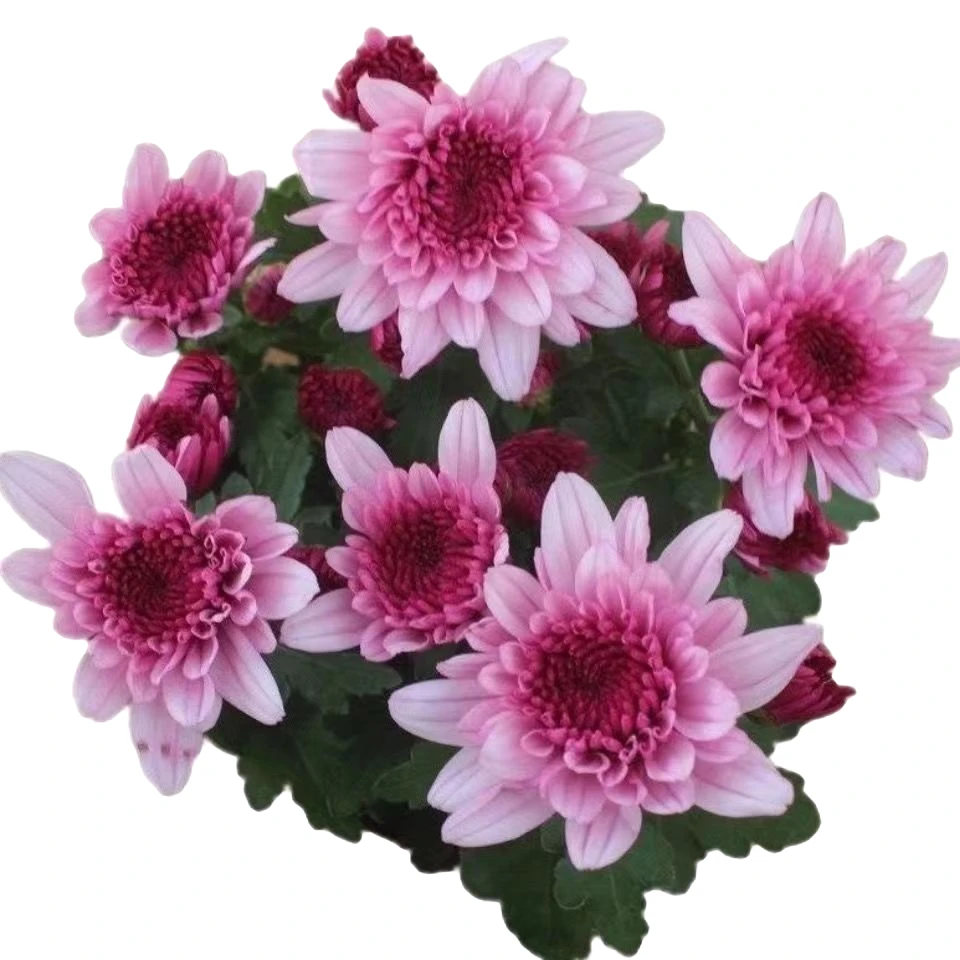 荷兰菊四季开花带花苞发货菊盆栽四季开花耐寒耐热阳台庭院花卉