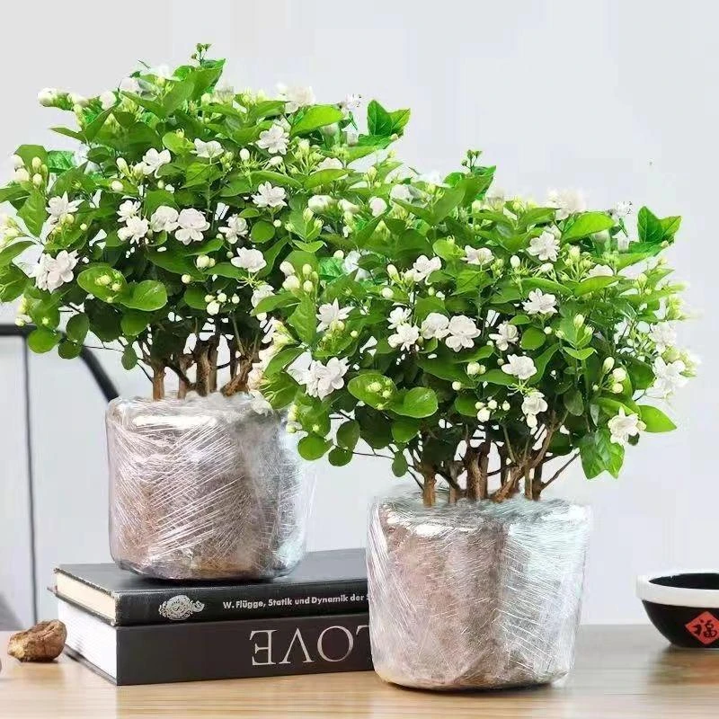 茉莉花盆栽带花苞重瓣浓香型花卉绿植好养室内阳台四季开花驱蚊虫