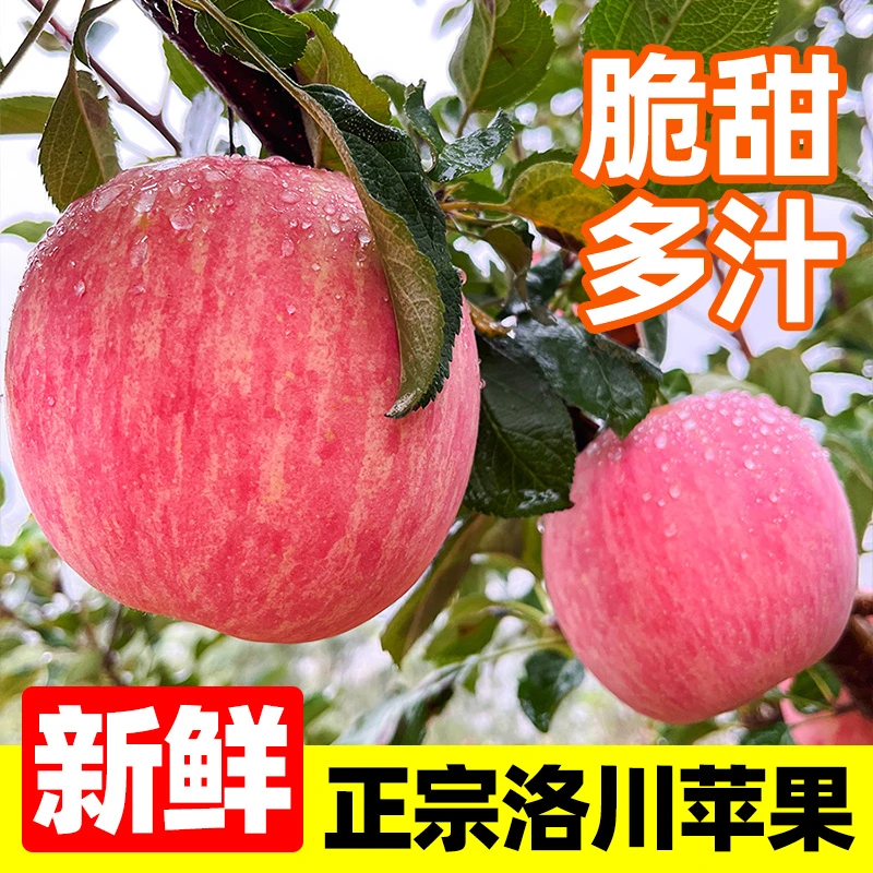 【满箱24颗】 陕北延安洛川苹果红富士果味浓郁当季佳品直发