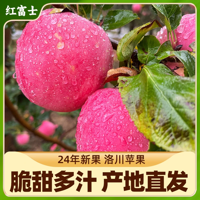 24年新果 正宗陕西陕北延安洛川苹果新鲜当季红富士脆甜多汁 整箱