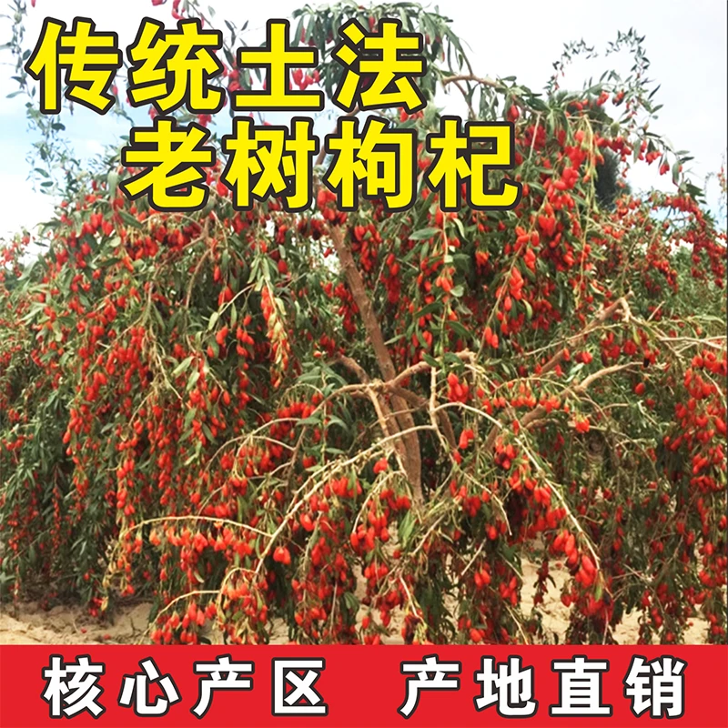 【芳芳老师专属】红枸杞特大果正宗诺木洪核心产区老树红枸杞精选