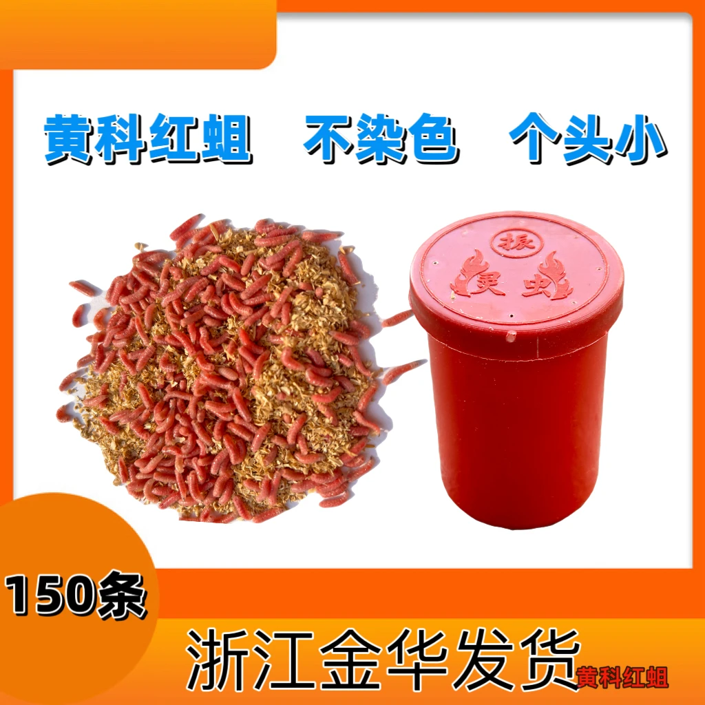 溪流钓野钓红蛆虫活饵鱼饵入口性好不易变蛹