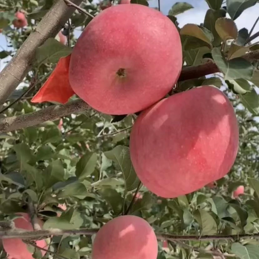 甘肃庆阳特产红富士苹果脆甜多汁水份足