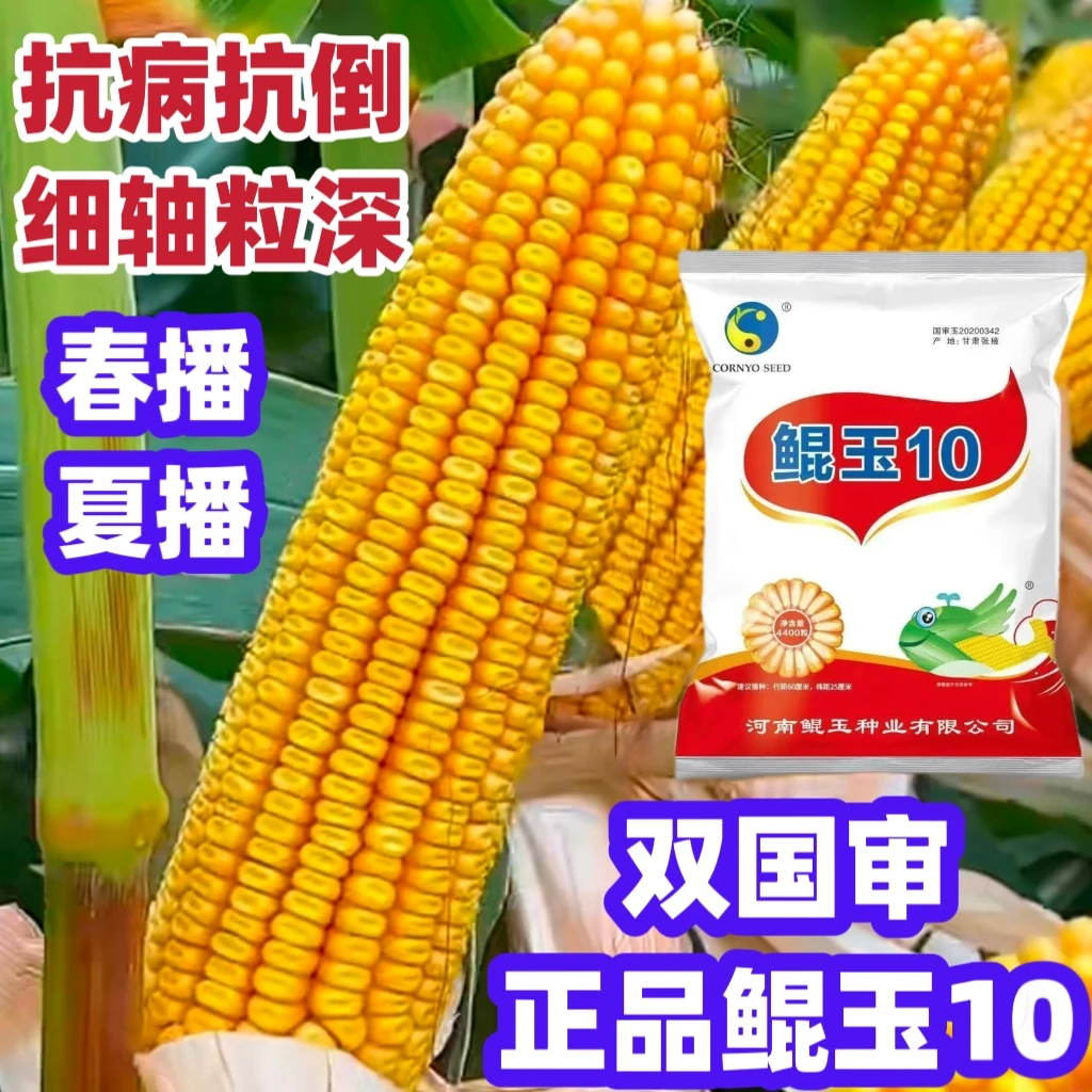 抗旱丰收玉米种双国审高产玉米种子矮杆红轴鲲玉10号高产玉米种子