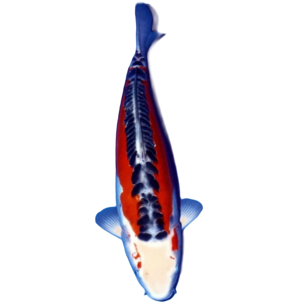 1000-5000昭和，白金，一物一拍【包邮包活】好养耐活冷水观赏鱼锦鲤