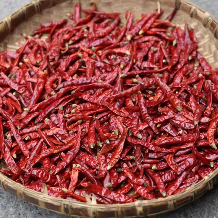 印度特辣魔鬼辣椒王