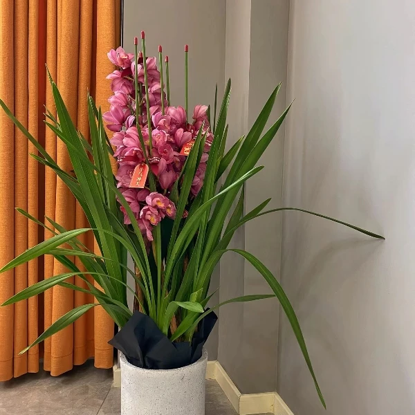 浓香型兰花四季开花建兰蕙兰客厅阳台室内绿植盆栽花卉开花满屋香