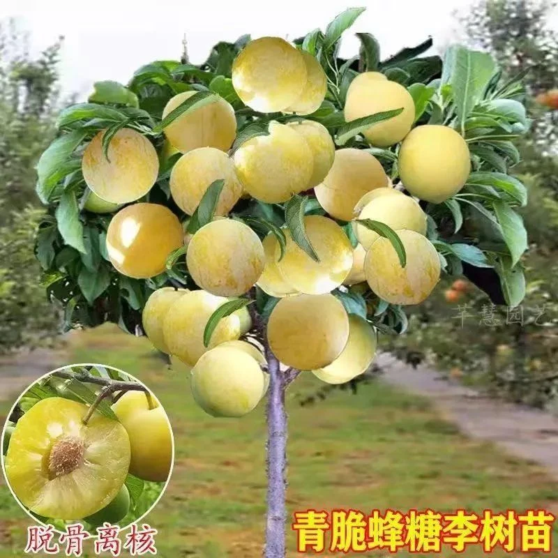 正宗嫁接新品种蜂糖李子苗青脆李甜脆李子树苗南北方种植盆栽地栽
