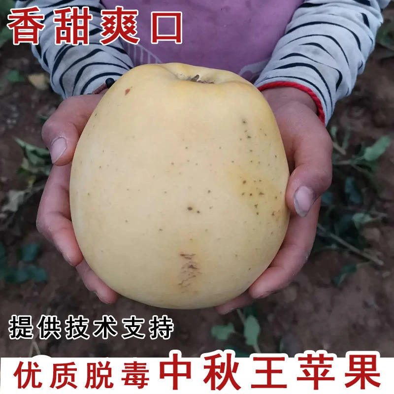 耐寒嫁接红富士苹果苗特大中秋王苹果树苗早熟南北方种植当年结果