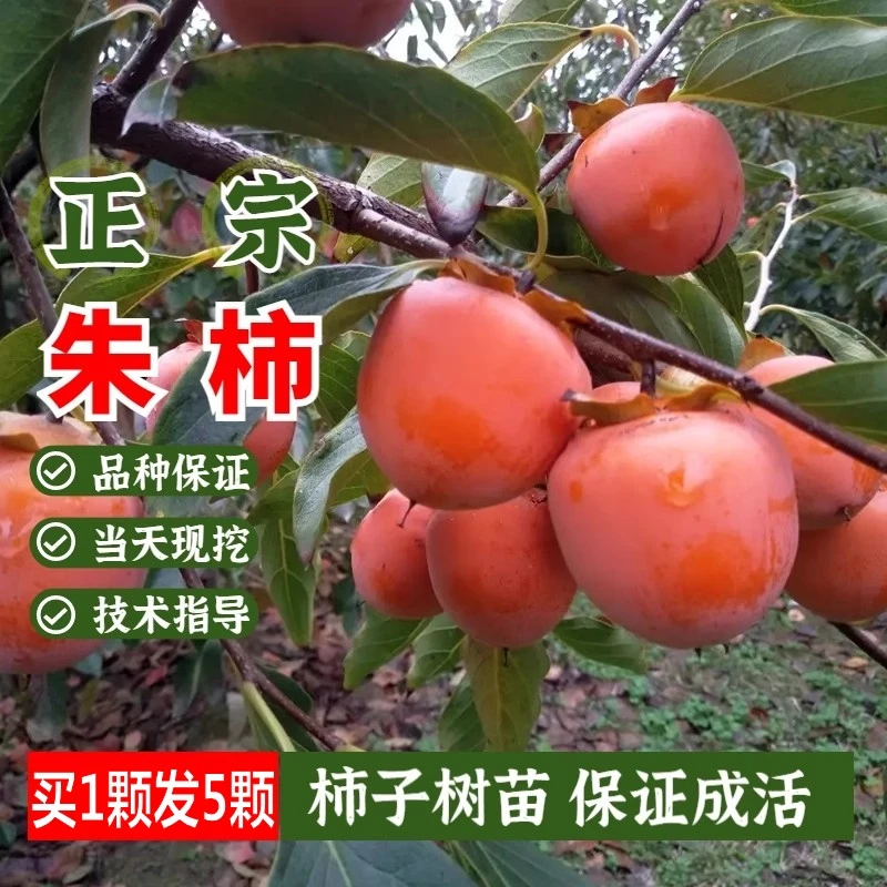 朱红吊柿子树苗盆栽鸡心小柿子苗软甜多汁南北方地栽当年结果树苗