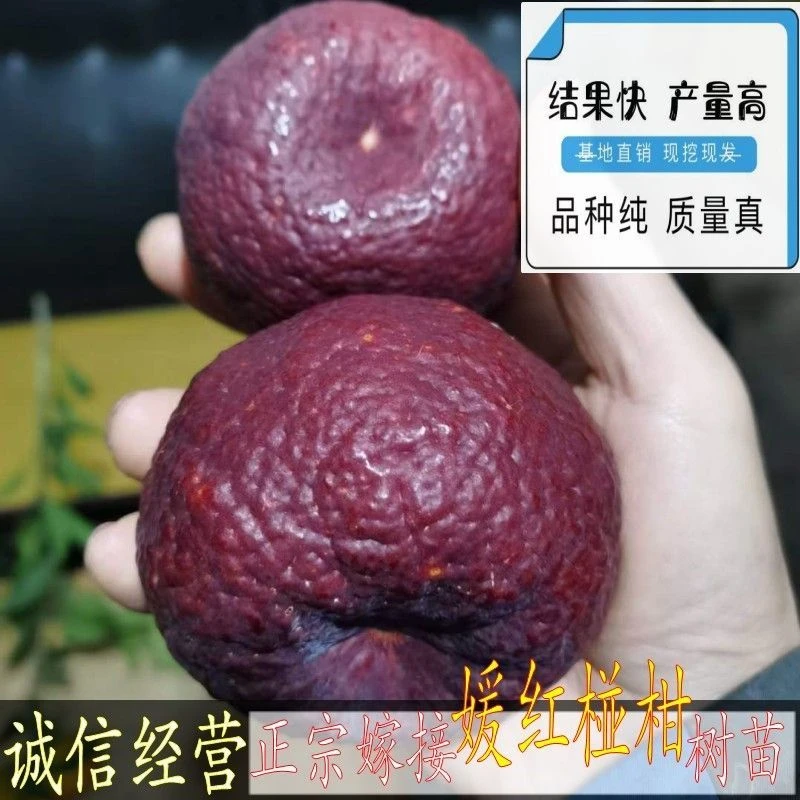 新品种正宗媛红椪柑柑橘苗红肉碰柑嫁接结果树苗苗果嫁接橘子当年