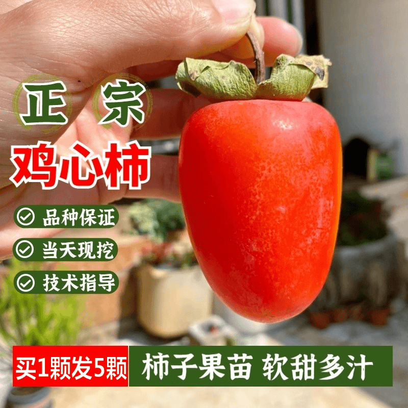 无核鸡心柿子树苗南北方嫁接小果火晶软甜柿子苗庭院地栽当年结果