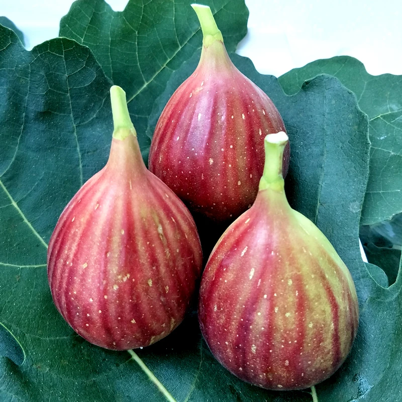 【红皮无花果】顺丰包邮四川成都龙泉驿新鲜红皮无花果售后无忧