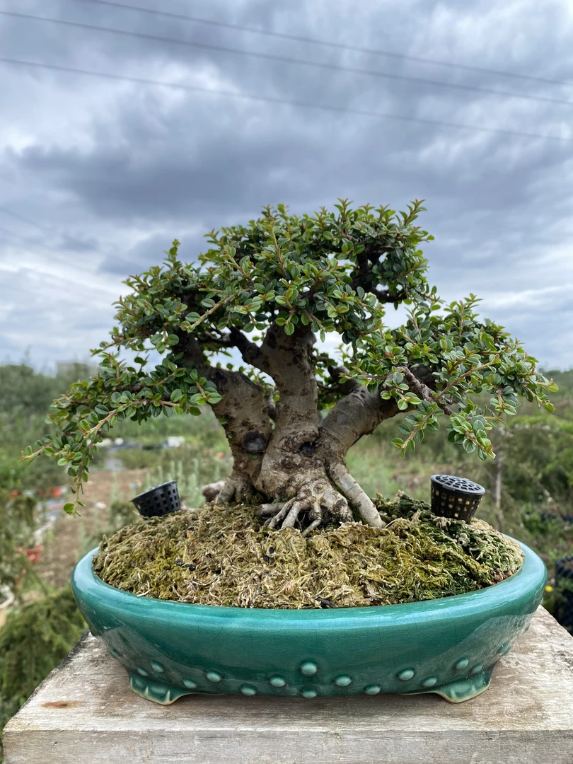 栒子盆栽、杜鹃盆栽，铁马鞭盆栽、黄杨盆栽一物一拍