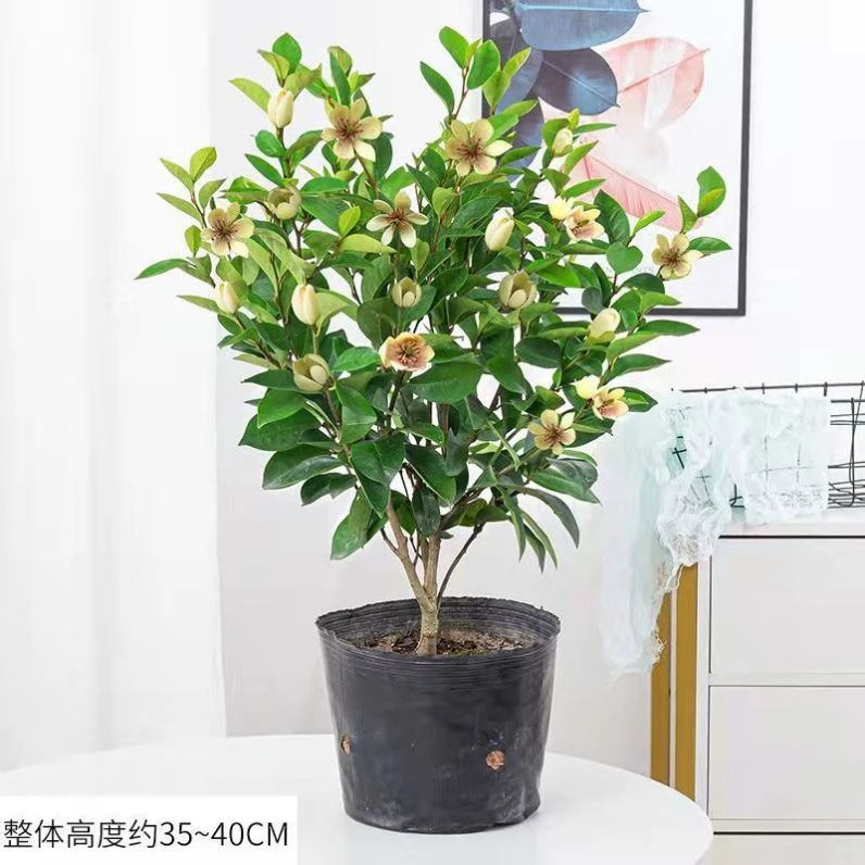 含笑花苗盆栽室内阳台浓香型庭院地栽树苗南方四季常青耐寒的植物
