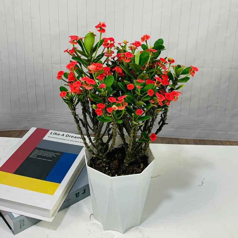 海棠花盆栽铁海棠虎刺梅花卉四季开花植物室内外阳台庭院带花绿植