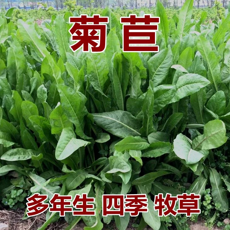 源头厂家大叶菊苣种子耐旱耐寒多年生营养四季生长易收割优良牧草