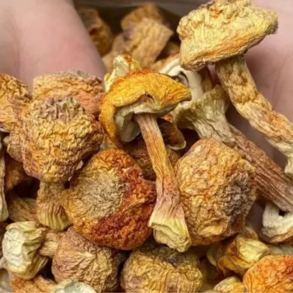 云南 松茸  250克