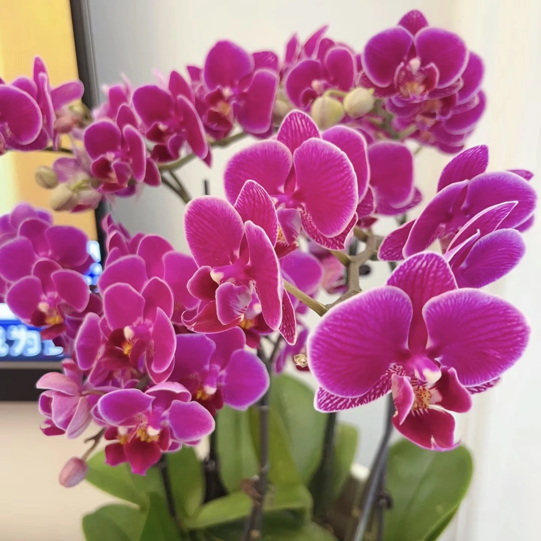 （小深红）蝴蝶兰小苗年宵花卉