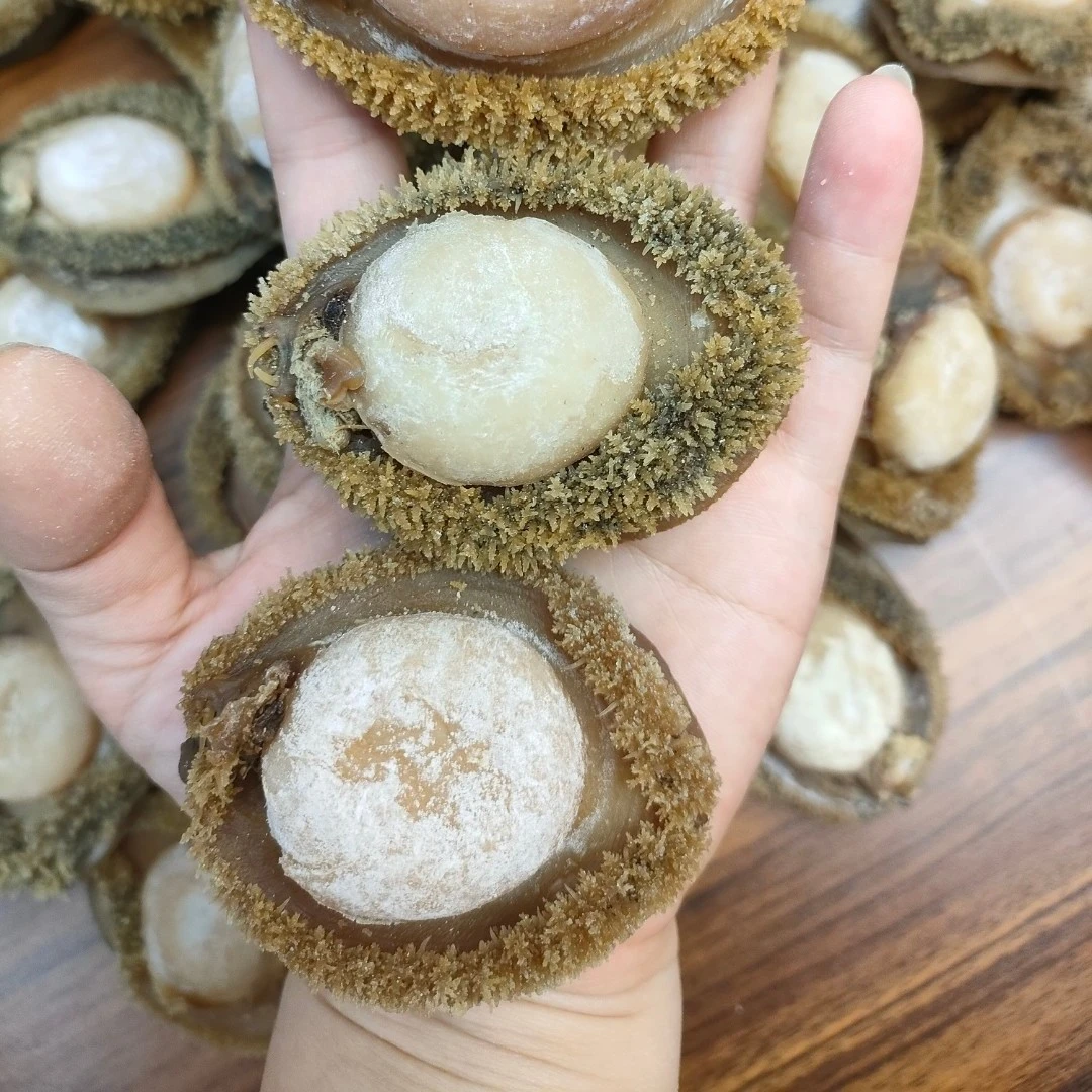 5-10头 南干鲍鱼 精选溏心厚肉醇香裙边饱满 广州一德路海鲜干货