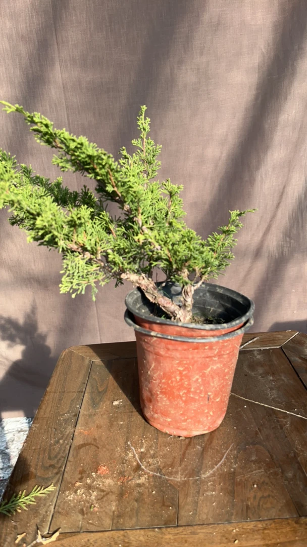 室内外鲜花绿植专拍