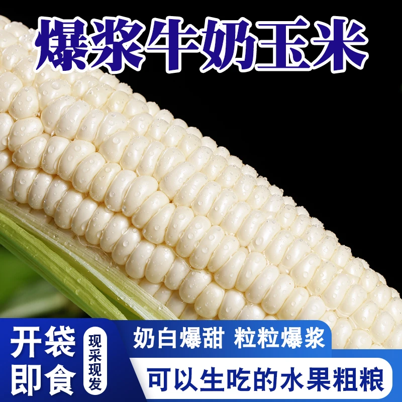 福建漳州爆浆冰糖新鲜玉米牛奶水果玉米生吃当季开袋即食1/3/4斤