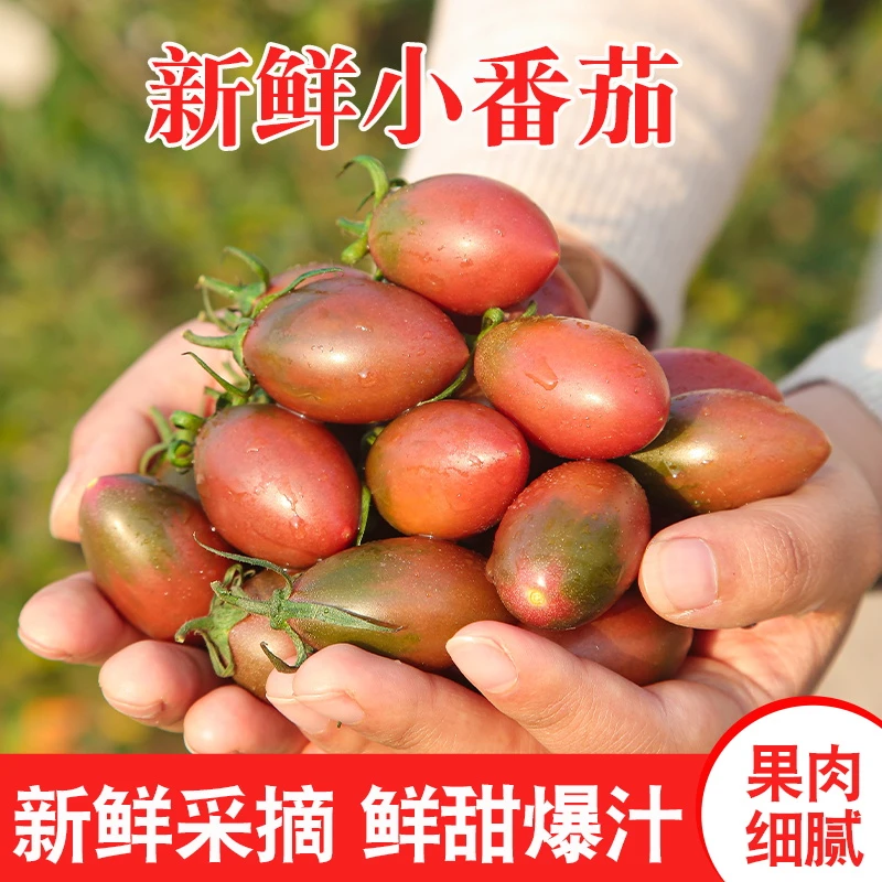 紫弹头迷彩混色小番茄新鲜圣女果新鲜水果爆汁番茄露天种植西红柿