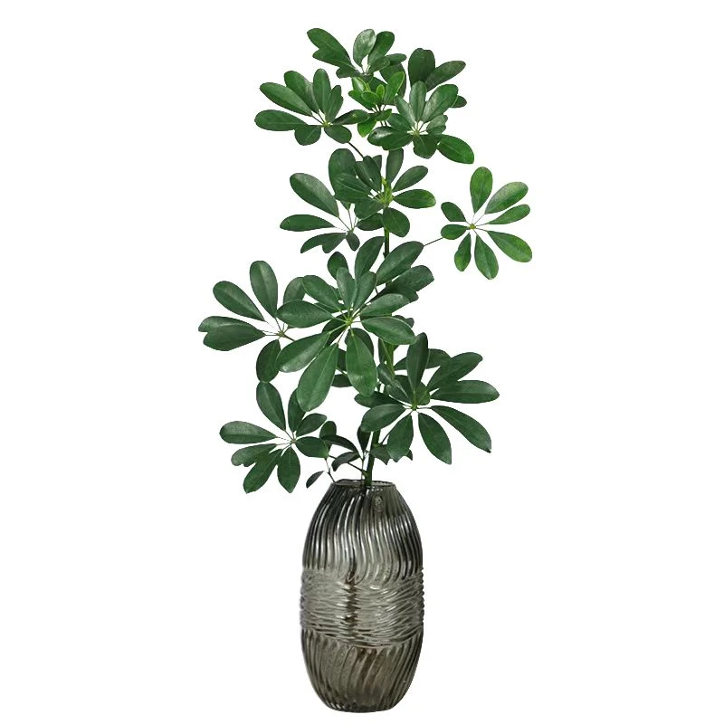 水培植物七叶莲室内鸭脚木植物发财树绿植盆栽八方来财四季常青