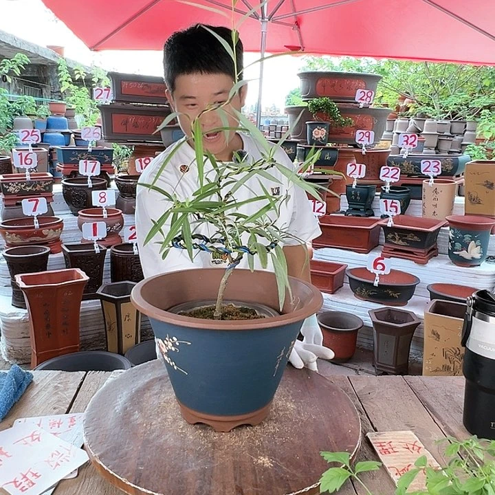 紫砂20CM（含）-50CM（不含）