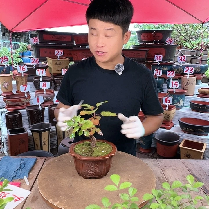 紫砂20CM（含）-50CM（不含）