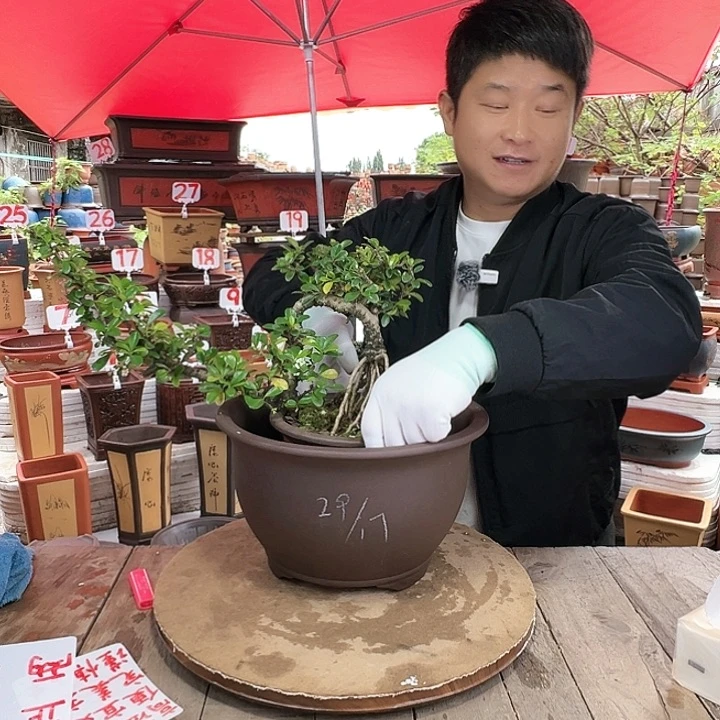 紫砂20CM（含）-50CM（不含）