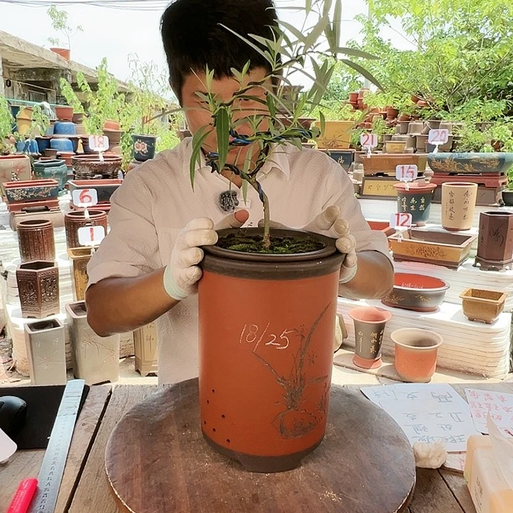 紫砂20CM（含）-50CM（不含）