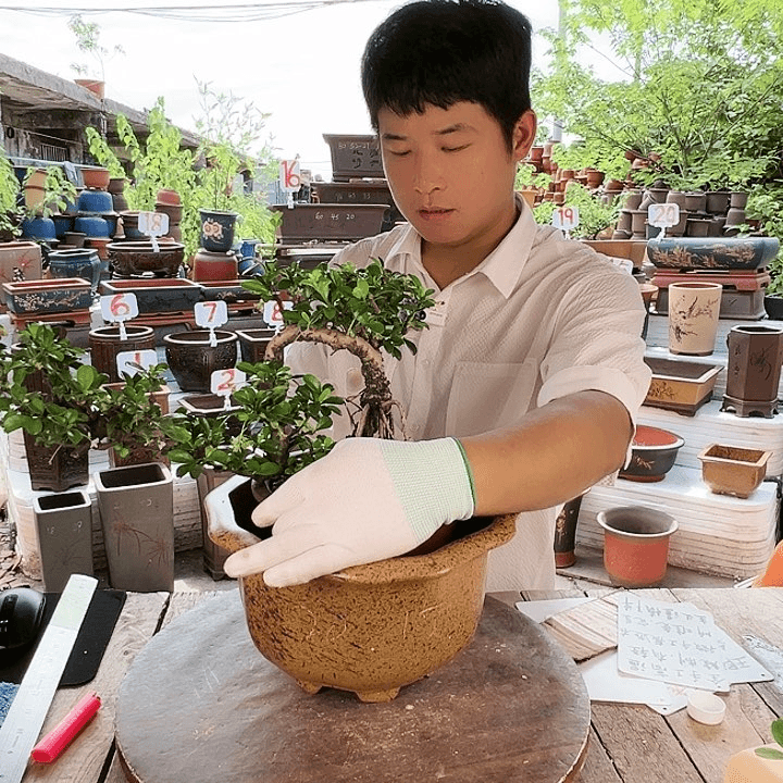 紫砂20CM（含）-50CM（不含）