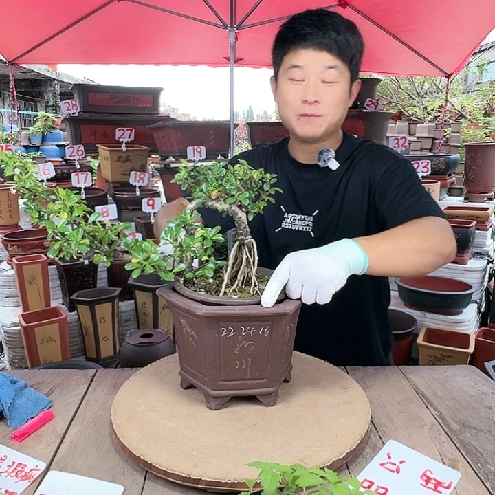 紫砂20CM（含）-50CM（不含）