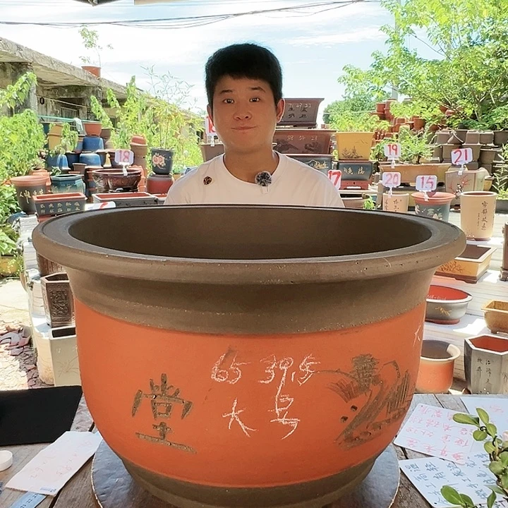 紫砂20CM（含）-50CM（不含）