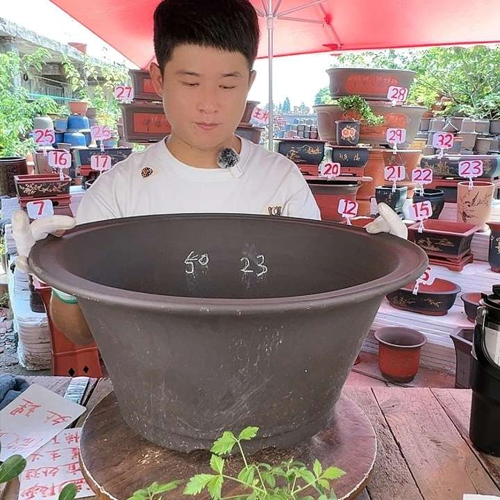 紫砂20CM(含)-50CM(不含)