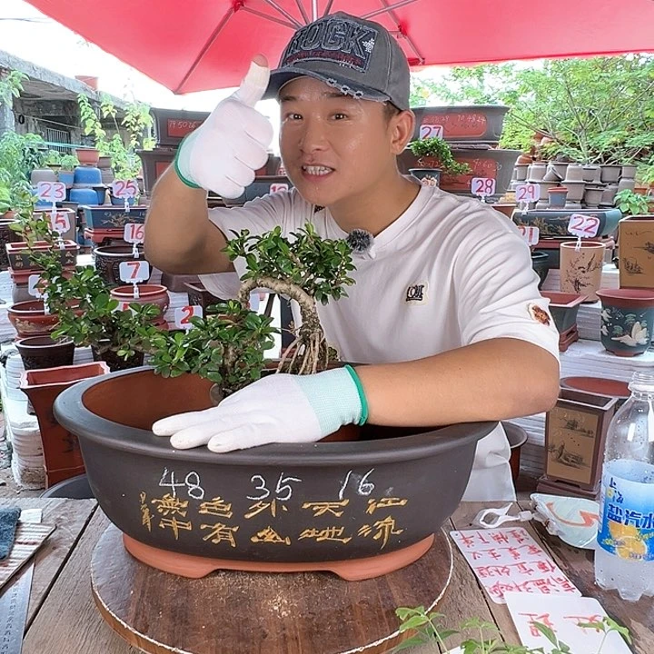 紫砂20CM（含）-50CM（不含）
