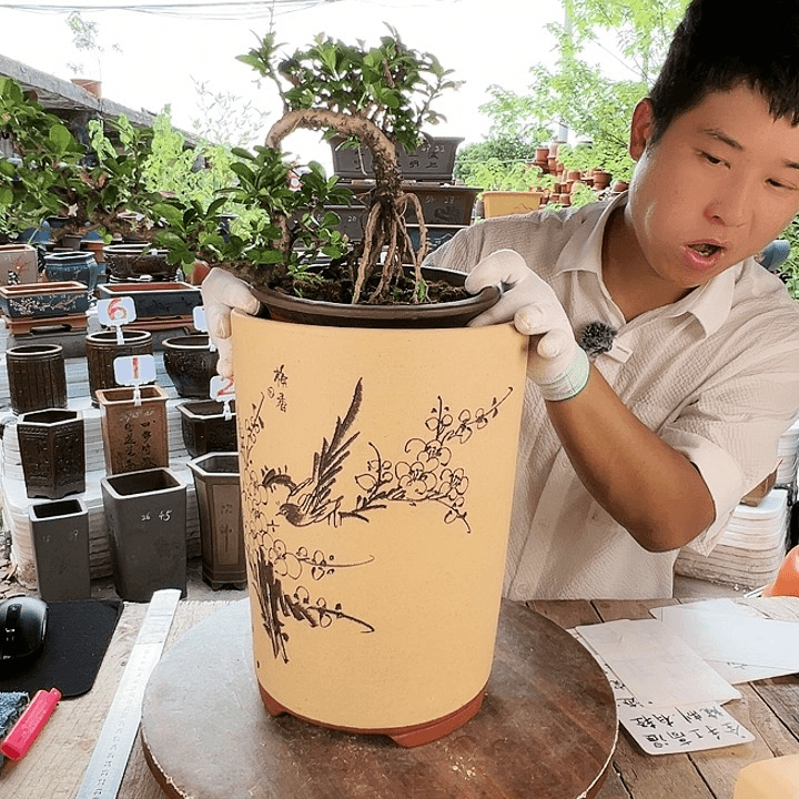 紫砂20CM（含）-50CM（不含）