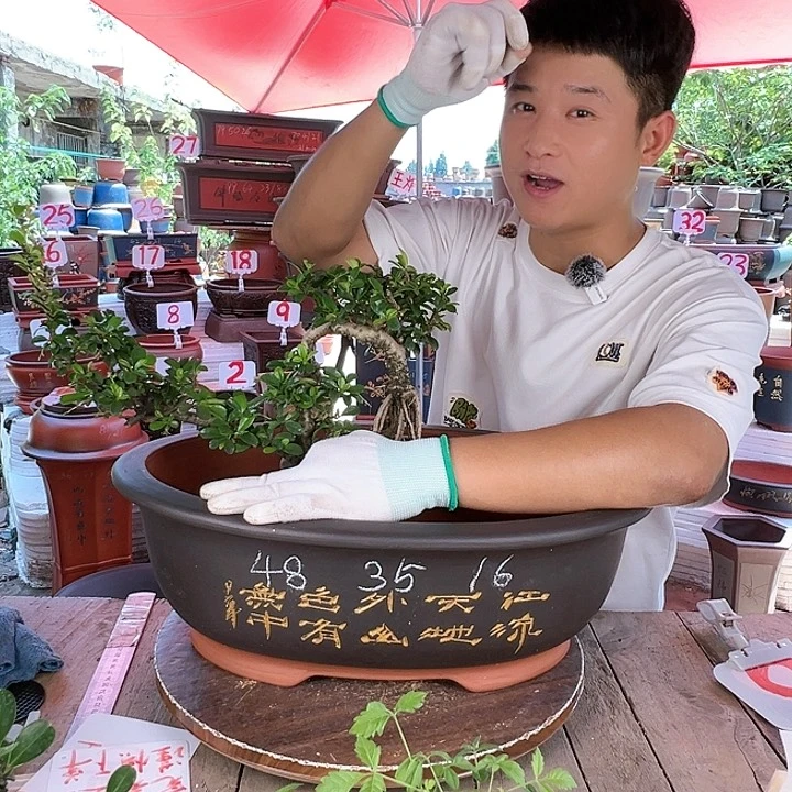 紫砂20CM（含）-50CM（不含）