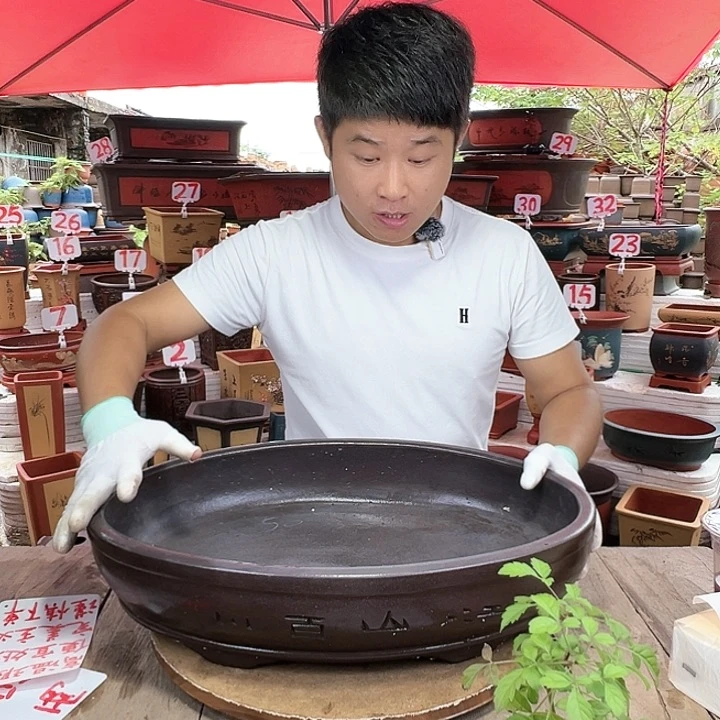 紫砂20CM（含）-50CM（不含）