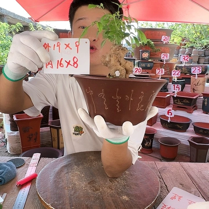 紫砂20CM（含）-50CM（不含）